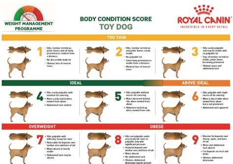 Whats Your Pets Body Condition Score Bloor West Veterinarians In