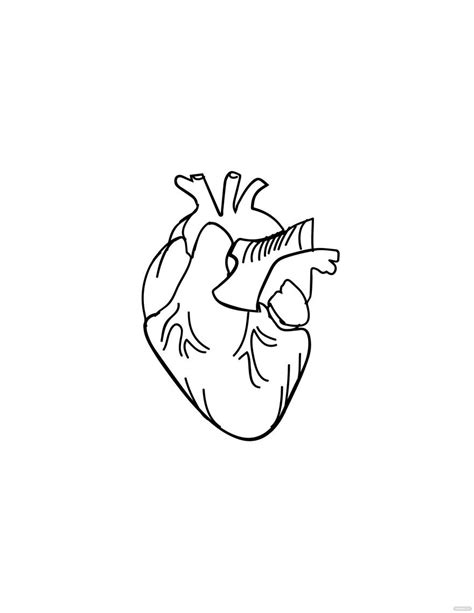 Free Anatomical Heart Drawing Outline Eps Illustrator  Png Pdf