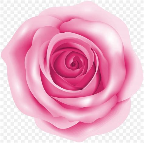 Rose Pink Clip Art Png 5000x4998px Rose Art Close Up