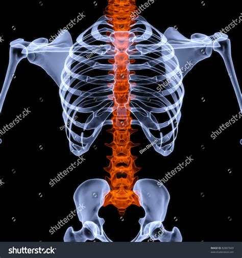 Human Skeleton Under Xrays Backbone Highlighted Stock Illustration