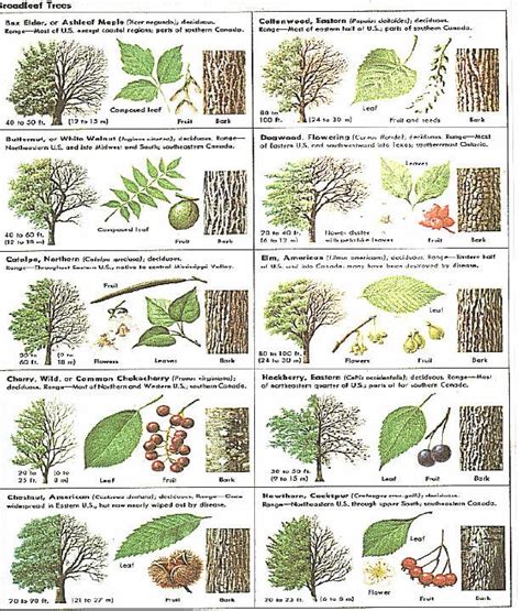 An Image Of Different Types Of Trees