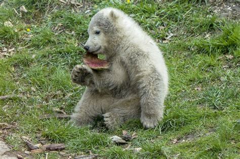Kostenloses Bild Auf Pixabay Eisbär Junges Tier Säugetier Eisbär