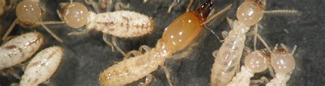 termites swarming in florida uf ifas pest alert