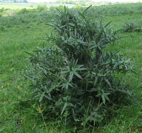 Thistles A Highly Nutritious And Medicinal Weed Permaculture