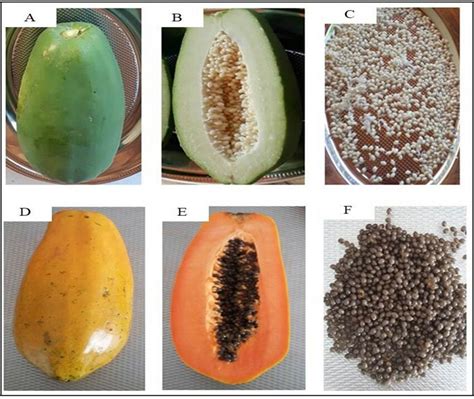 Appearance Of The Papayas And Their Seeds Used In This Study In This