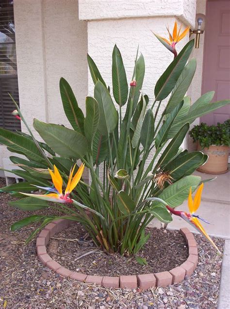 Growing The Tropical Bird Of Paradise Flower In Phoenix
