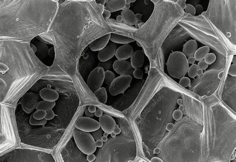 We did not find results for: Potato cells showing starch grains - Stock Image - B100 ...