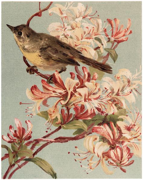 Vintage Bird With Pink Flowers Image The Graphics Fairy
