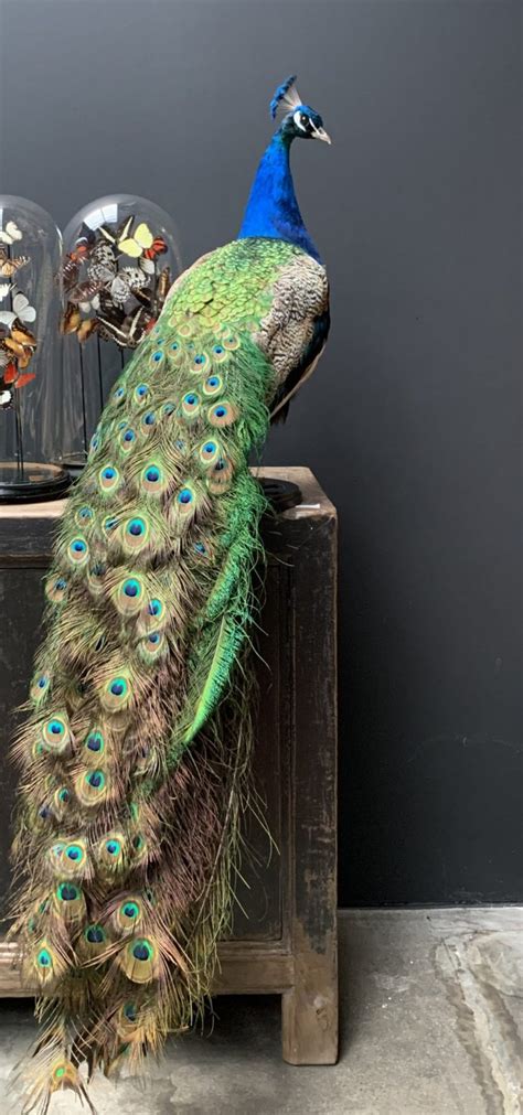 Taxidermy Peacock BEAST Interiors