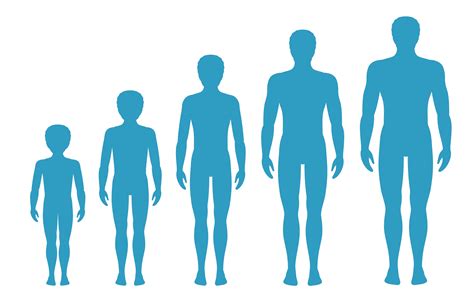 Mans Body Proportions Changing With Age Boys Body Growth Stages