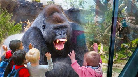 Funny Kids And Animals At The Zoo Funny Kids Fails Vines Simply