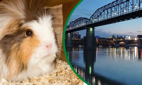 5 Best Guinea Pig Rescue Centers In Tennessee