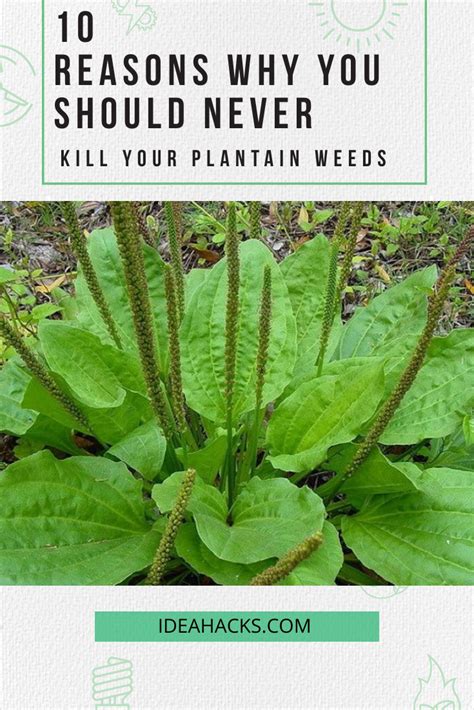 Plantain Benefits 10 Reasons Why You Should Never Kill Your Plantain