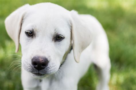 White Male Labrador Puppy Smith