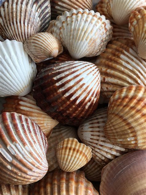Shells Sea Shell Free Photo On Pixabay Pixabay