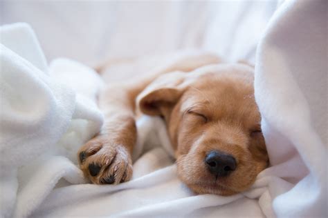 Can Puppies Sleep Through The Night