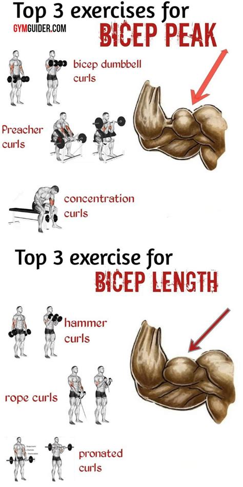 5 Biceps Tips That Build Size No Matter Your Level Of Experience