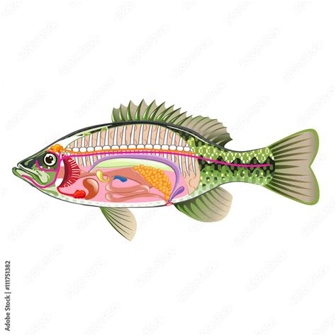 Fish Internal Organs Vector Art Diagram Anatomy Without Labels Stock Vector Adobe Stock