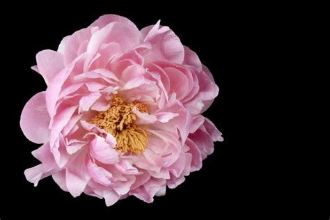 Peony Flower Pink Free Stock Photo Public Domain Pictures