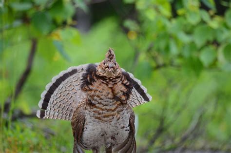 Ruffed Grouse Audubon Field Guide