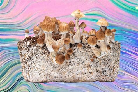 Psilocybe Cubensis Substrate Recipe Infoupdate Wallpaper Images