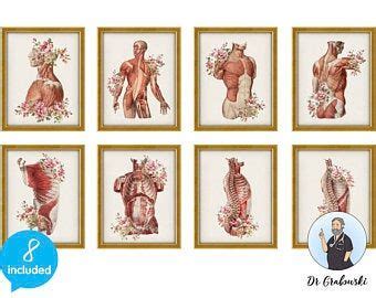 Muscular System Art Anatomy Art Set Medical Art Set Massage Etsy Chiropractor Gifts Doctors