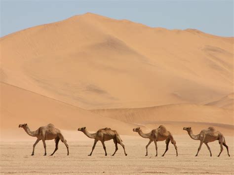 ¿por Qué Los Camellos Tienen Joroba El Papayasaurio
