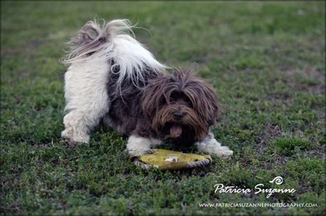 Our havanese are not kenneled. Available Puppies - Willow Springs Havanese