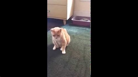 My Cat Wipes Her Butt On The Rug Youtube