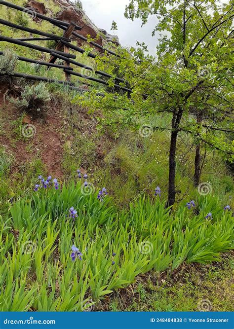 Hot Springs State Park Thermopolis, Wyoming, Spring Flowers Iris Stock Photo - Image of meadow ...