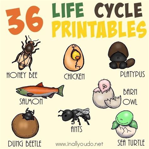 I am going to relocate to ok and will purchase my dream bassboat. 36 Life Cycle Printables - In All You Do | Life cycles ...