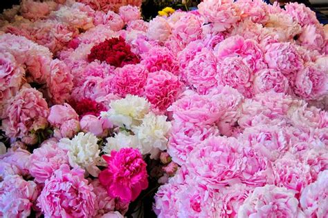 Check out our pikes place market selection for the very best in unique or custom, handmade pieces from our photographs shops. VW Garden: Peony Season at Pike Place Market, Seattle ...