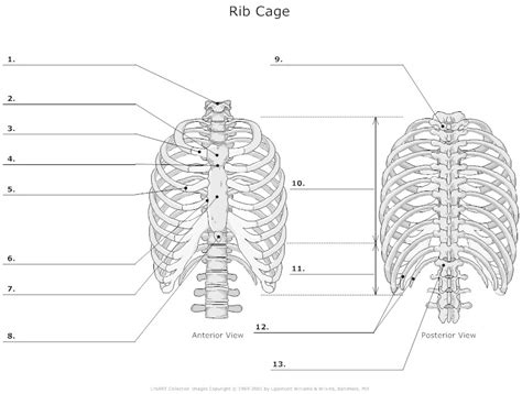 Thoracic Cage Unlabeled Rib Cage Unlabeled L Thoracic Cage Anatomy