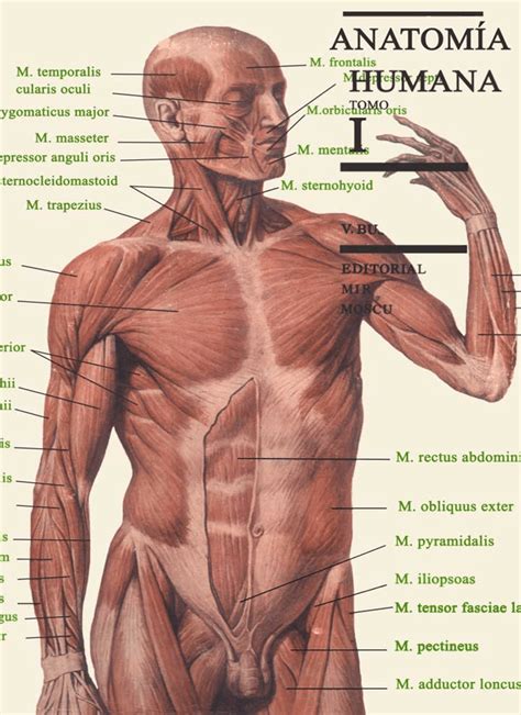 Anatomia Humana Para Desenho