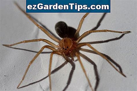 Brown Recluse Spiders En Pennsylvanie 🌱 Conseils Jardiniers Fr