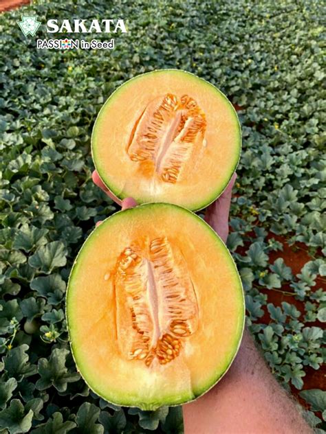 Sweet Melon Majestic In Limpopo Sakata