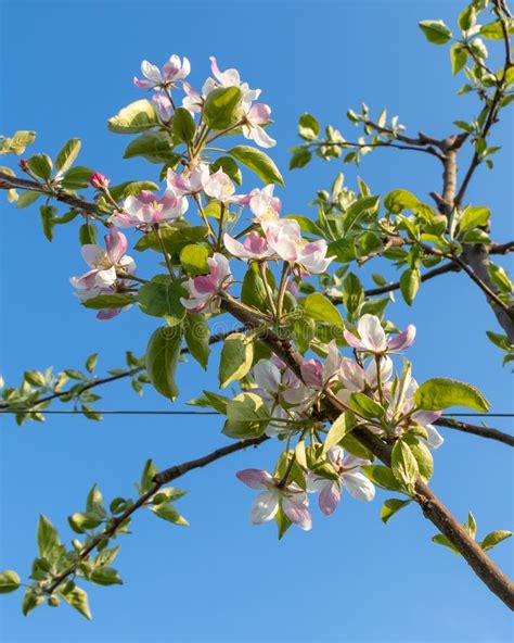 Spring Blossom Branch Of A Blossoming Apple Tree In Orchard Stock