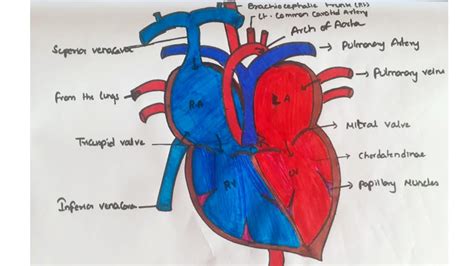 How To Draw Human Heart Diagram Step By Step For Beginners Youtube