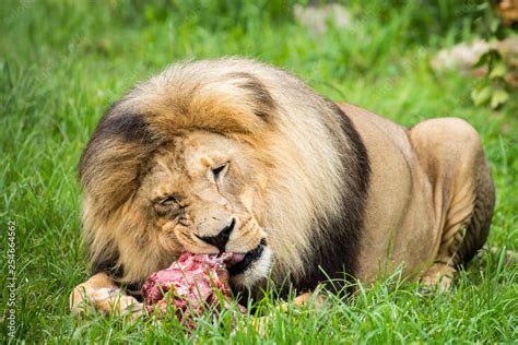 Male Lion Eating Meat Stock Photo Adobe Stock