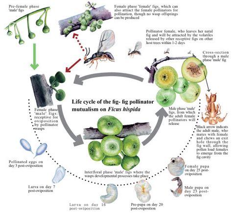 Life Cycle Of Fig Fig Pollinator Mutualism On Ficus Hispida