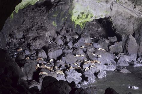 Is It Worth Seeing The Sea Lion Caves In Florence Oregon