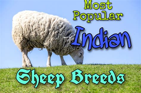 Most Popular Sheep Breeds Of India