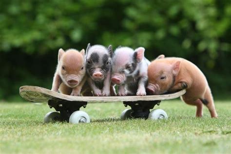 Miniature Pot Belly Pigs Entzückende Und Lustige Micro Pigs Pets