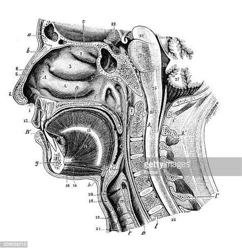 Male Throat Anatomy Photos And Premium High Res Pictures Getty Images