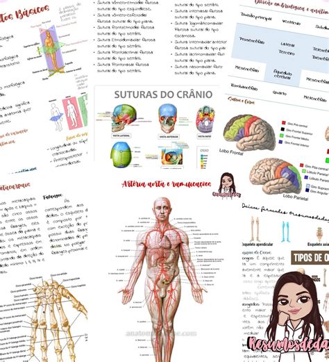 Anatomia Humana Em 2021 Anatomia Humana Estudos Resumo