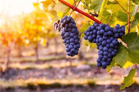 Vineyard With Ripe Grapes In Countryside At Sunset · Free Stock Photos