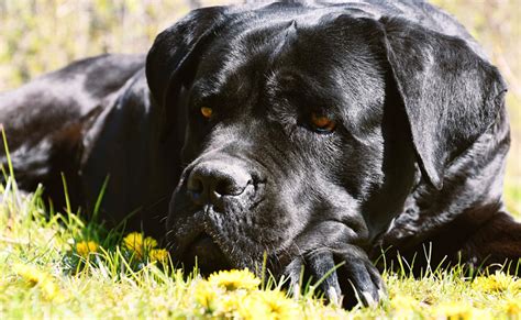 Tumeur Au Cerveau Chez Le Chien Sympt Mes Causes Traitements Et