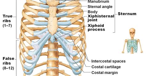 In general, your elbows should be down and pulled into your sides. Proper Anatomical Name For Muscles Around Rib Cage ...