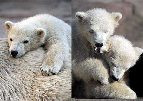 Polar Bear Facts Animal Facts Encyclopedia