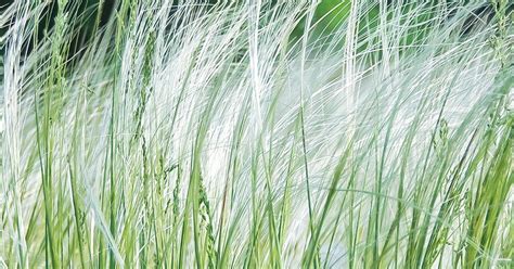 A common kind of grass is used to cover the ground in a lawn. Ornamental Grasses & How To Grow Them | Love The Garden